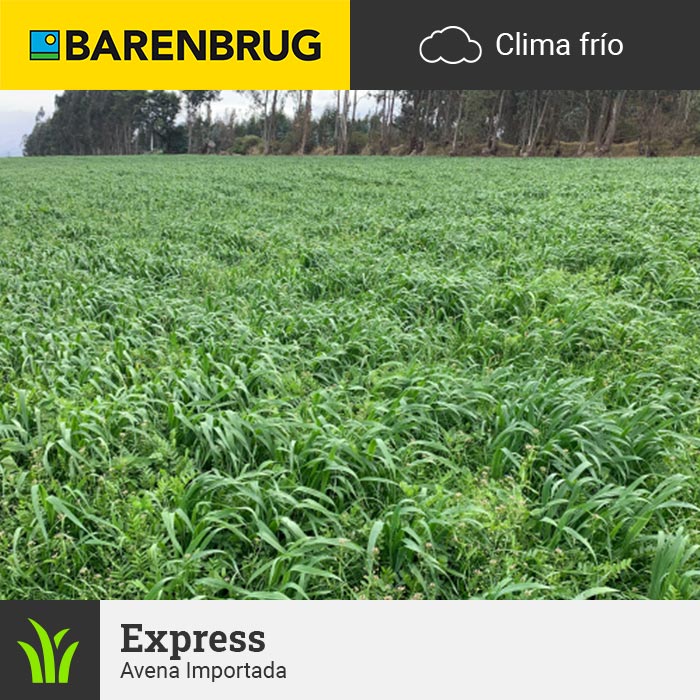 Barenbrug Forraje Clima Frío Avena Express