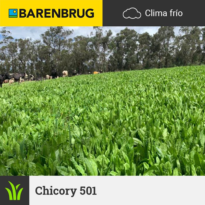 Barenbrug Forraje Clima Frío Chicory 501