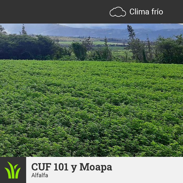 Forraje Clima Frío Alfalfa 101 y Moapa