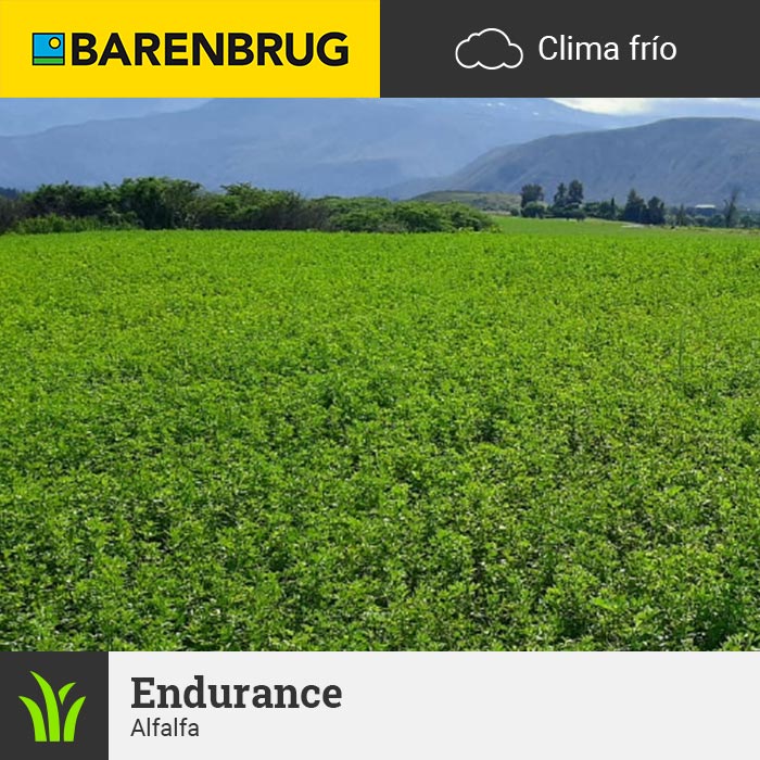 Barenbrug Forraje Clima Frío Alfalfa Endurance