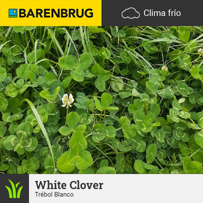 Barenbrug Forraje Clima Frío Trébol Blanco