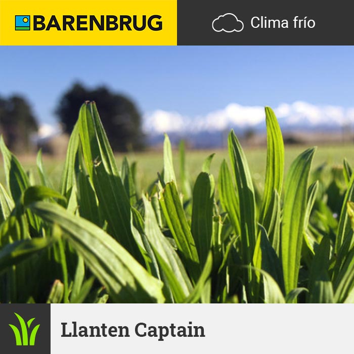 Barenbrug Forraje Clima Frío Llanten Captain