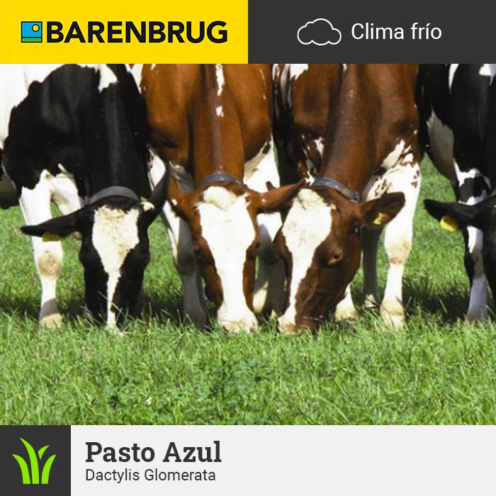 Barenbrug Forraje Clima Frío Pasto Azul