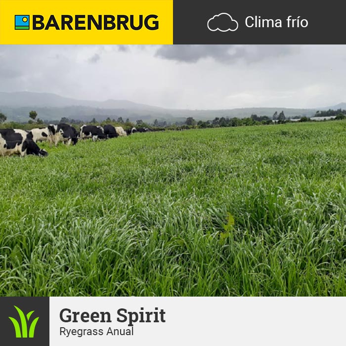 Barenbrug Forraje Clima Frío Green Spirit