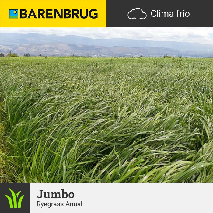 Barenbrug Forraje Clima Frío Jumbo