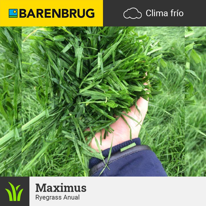 Barenbrug Forraje Clima Frío Maximus