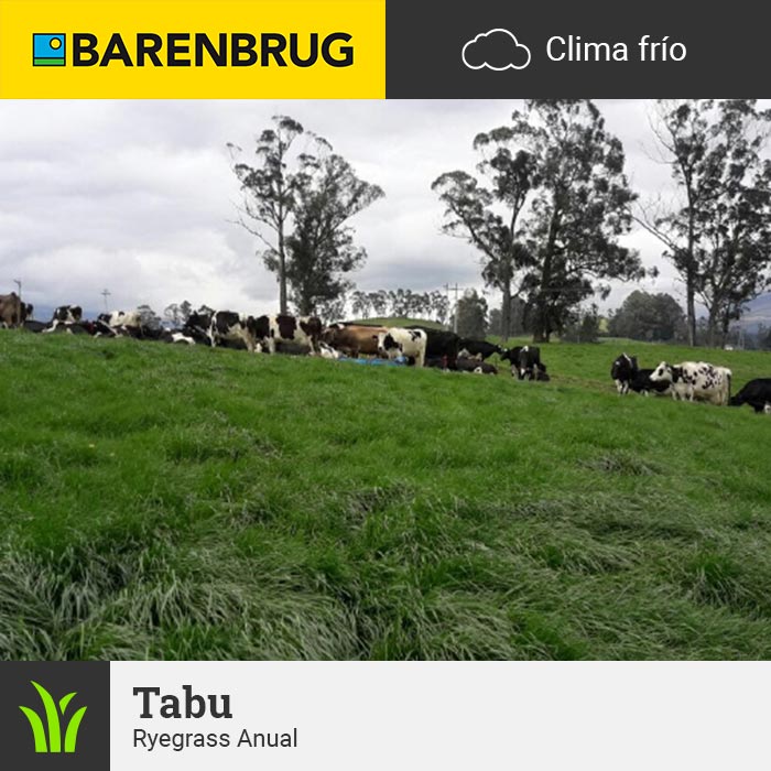 Barenbrug Forraje Clima Frío Tabu