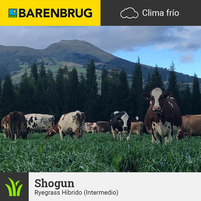 Barenbrug Forraje Clima Frío Shogun