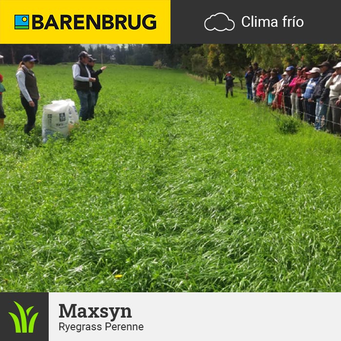 Barenbrug Forraje Clima Frío Maxsyn