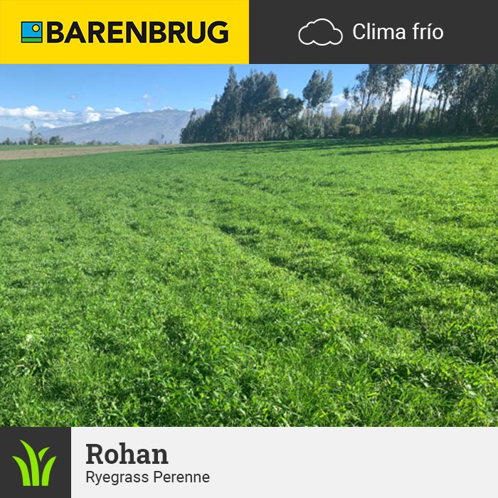 Barenbrug Forraje Clima Frío Rohan SPR