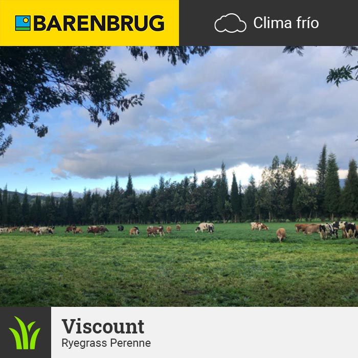 Barenbrug Forraje Clima Frío Viscount